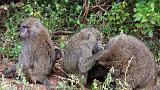 TANZANIA - Lake Manyara National Park - 52 Baboons